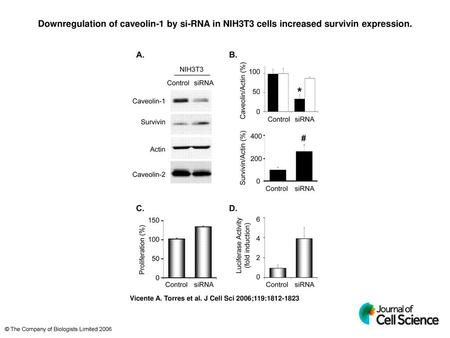 Downregulation of caveolin-1 by si-RNA in NIH3T3 cells increased survivin expression. Downregulation of caveolin-1 by si-RNA in NIH3T3 cells increased.