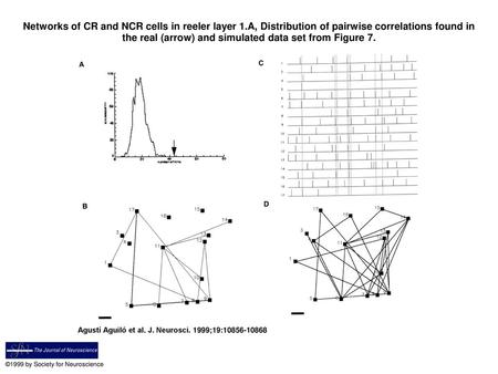 Networks of CR and NCR cells in reeler layer 1