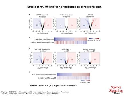 Effects of NAT10 inhibition or depletion on gene expression.