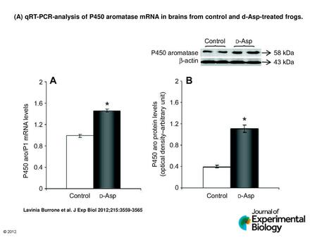 (A) qRT-PCR-analysis of P450 aromatase mRNA in brains from control and d-Asp-treated frogs. (A) qRT-PCR-analysis of P450 aromatase mRNA in brains from.