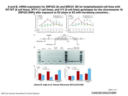 A and B, mRNA expression for ZNF423 (A) and BRCA1 (B) for lymphoblastoid cell lines with WT/WT (8 cell lines), WT/V (7 cell lines), and V/V (8 cell lines)