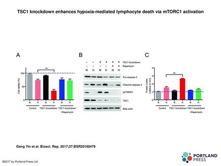TSC1 knockdown enhances hypoxia-mediated lymphocyte death via mTORC1 activation TSC1 knockdown enhances hypoxia-mediated lymphocyte death via mTORC1 activation.