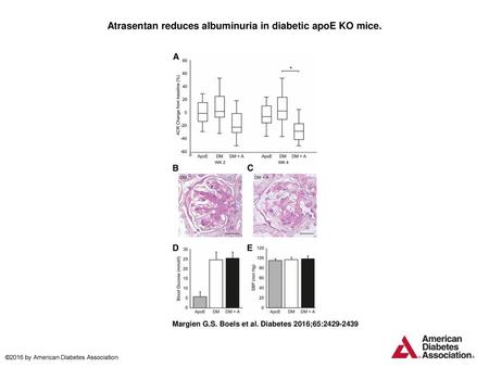 Atrasentan reduces albuminuria in diabetic apoE KO mice.