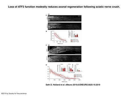 Loss of ATF3 function modestly reduces axonal regeneration following sciatic nerve crush. Loss of ATF3 function modestly reduces axonal regeneration following.