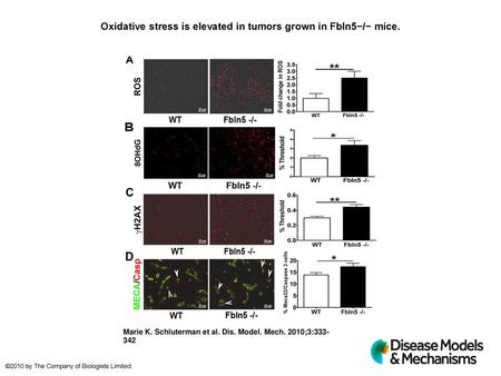 Oxidative stress is elevated in tumors grown in Fbln5−/− mice.