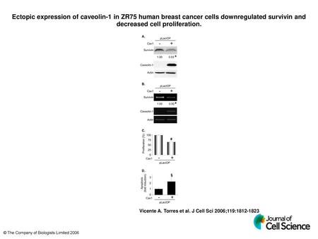Ectopic expression of caveolin-1 in ZR75 human breast cancer cells downregulated survivin and decreased cell proliferation. Ectopic expression of caveolin-1.