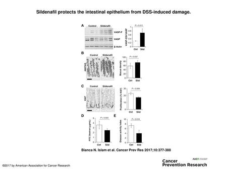 Sildenafil protects the intestinal epithelium from DSS-induced damage.