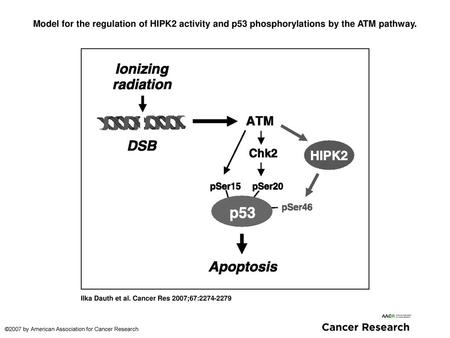 Model for the regulation of HIPK2 activity and p53 phosphorylations by the ATM pathway. Model for the regulation of HIPK2 activity and p53 phosphorylations.