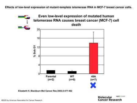 Effects of low-level expression of mutant-template telomerase RNA in MCF-7 breast cancer cells. Effects of low-level expression of mutant-template telomerase.