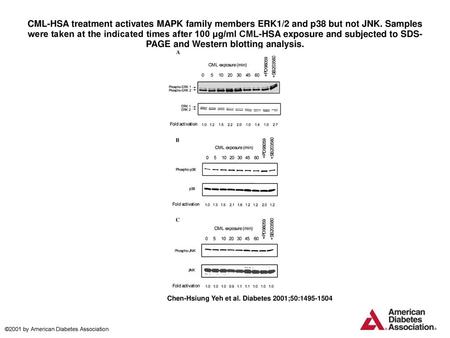 CML-HSA treatment activates MAPK family members ERK1/2 and p38 but not JNK. Samples were taken at the indicated times after 100 μg/ml CML-HSA exposure.
