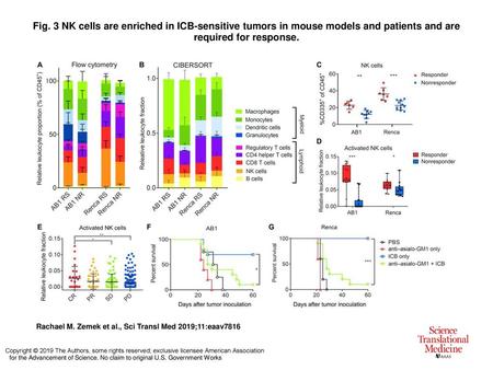 Fig. 3 NK cells are enriched in ICB-sensitive tumors in mouse models and patients and are required for response. NK cells are enriched in ICB-sensitive.