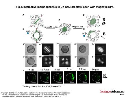 Interactive morphogenesis in Ch-CNC droplets laden with magnetic NPs