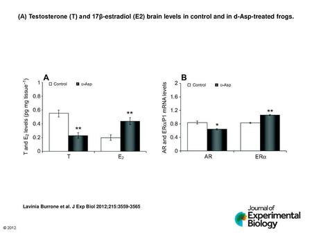(A) Testosterone (T) and 17β-estradiol (E2) brain levels in control and in d-Asp-treated frogs. (A) Testosterone (T) and 17β-estradiol (E2) brain levels.
