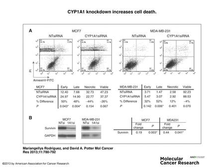 CYP1A1 knockdown increases cell death.