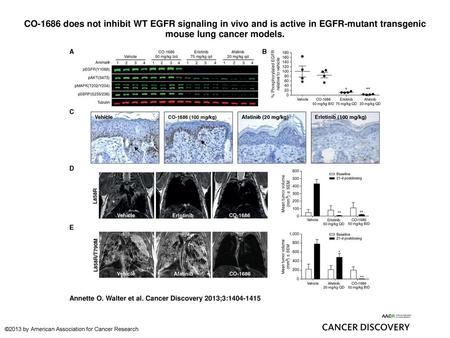 CO-1686 does not inhibit WT EGFR signaling in vivo and is active in EGFR-mutant transgenic mouse lung cancer models. CO-1686 does not inhibit WT EGFR signaling.