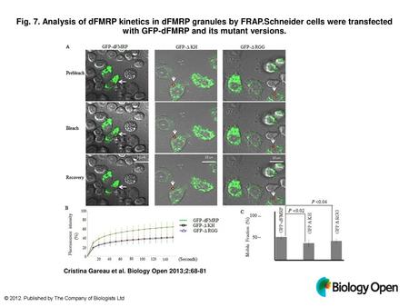 Fig. 7. Analysis of dFMRP kinetics in dFMRP granules by FRAP