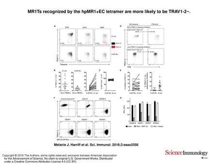 MR1Ts recognized by the hpMR1+EC tetramer are more likely to be TRAV1-2−. MR1Ts recognized by the hpMR1+EC tetramer are more likely to be TRAV1-2−. PBMCs.