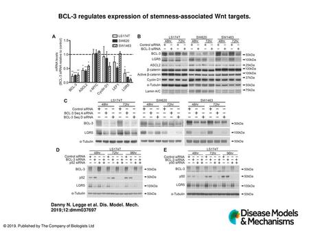 BCL-3 regulates expression of stemness-associated Wnt targets.