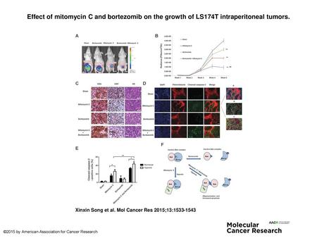 Effect of mitomycin C and bortezomib on the growth of LS174T intraperitoneal tumors. Effect of mitomycin C and bortezomib on the growth of LS174T intraperitoneal.