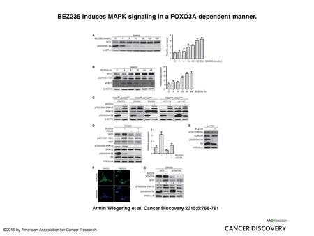 BEZ235 induces MAPK signaling in a FOXO3A-dependent manner.