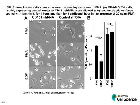 CD151-knockdown cells show an aberrant spreading response to PMA