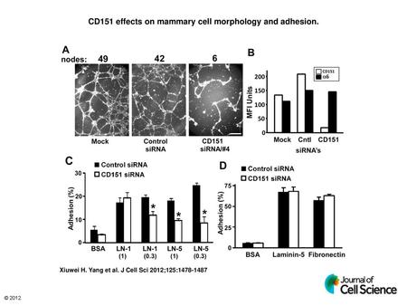 CD151 effects on mammary cell morphology and adhesion.
