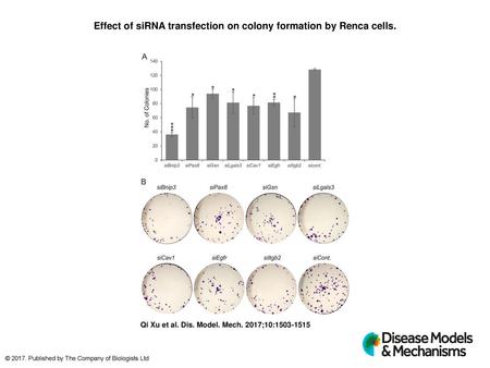 Effect of siRNA transfection on colony formation by Renca cells.
