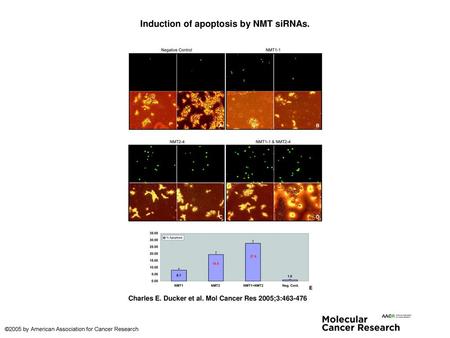 Induction of apoptosis by NMT siRNAs.