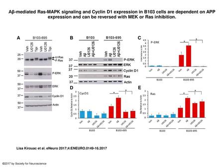 Aβ-mediated Ras-MAPK signaling and Cyclin D1 expression in B103 cells are dependent on APP expression and can be reversed with MEK or Ras inhibition. Aβ-mediated.