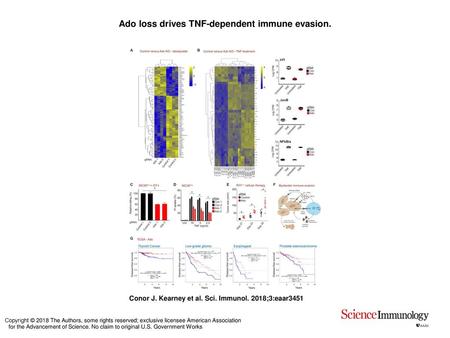 Ado loss drives TNF-dependent immune evasion.