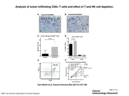 Analysis of tumor-infiltrating CD8+ T cells and effect of T and NK cell depletion. Analysis of tumor-infiltrating CD8+ T cells and effect of T and NK cell.