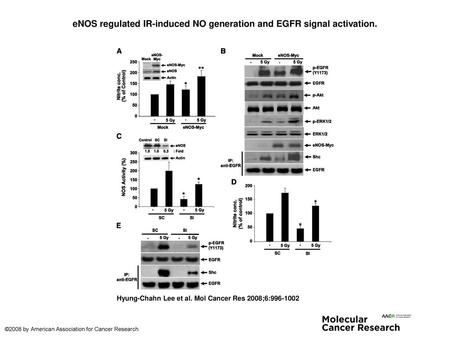 eNOS regulated IR-induced NO generation and EGFR signal activation.