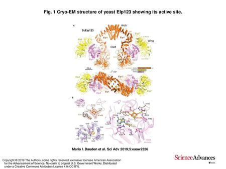 Fig. 1 Cryo-EM structure of yeast Elp123 showing its active site.