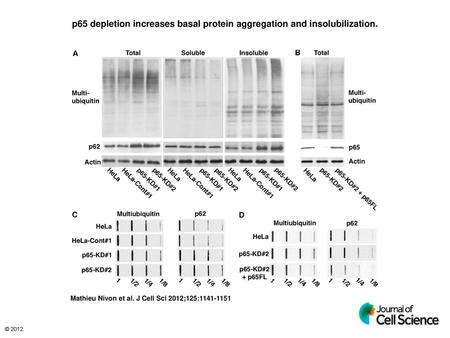 p65 depletion increases basal protein aggregation and insolubilization