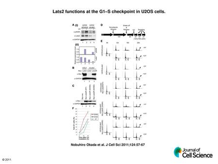 Lats2 functions at the G1–S checkpoint in U2OS cells.