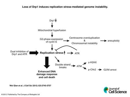 Loss of Drp1 induces replication stress-mediated genome instability.