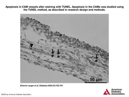 Apoptosis in CAM vessels after staining with TUNEL