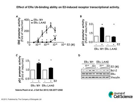Effect of ERα Ub-binding ability on E2-induced receptor transcriptional activity. Effect of ERα Ub-binding ability on E2-induced receptor transcriptional.