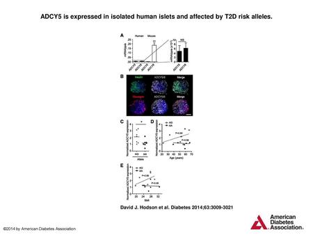 ADCY5 is expressed in isolated human islets and affected by T2D risk alleles. ADCY5 is expressed in isolated human islets and affected by T2D risk alleles.