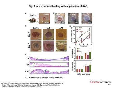 Fig. 4 In vivo wound healing with application of AAD.