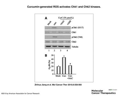 Curcumin-generated ROS activates Chk1 and Chk2 kinases.