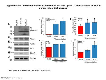 Oligomeric Aβ42 treatment induces expression of Ras and Cyclin D1 and activation of ERK in primary rat cortical neurons. Oligomeric Aβ42 treatment induces.