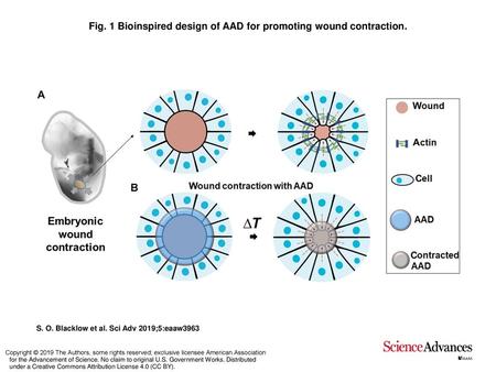 Fig. 1 Bioinspired design of AAD for promoting wound contraction.