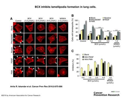 BCX inhibits lamellipodia formation in lung cells.