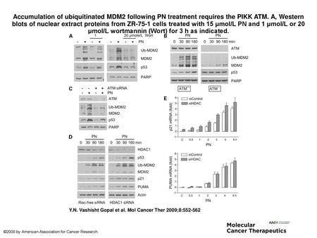 Accumulation of ubiquitinated MDM2 following PN treatment requires the PIKK ATM. A, Western blots of nuclear extract proteins from ZR-75-1 cells treated.