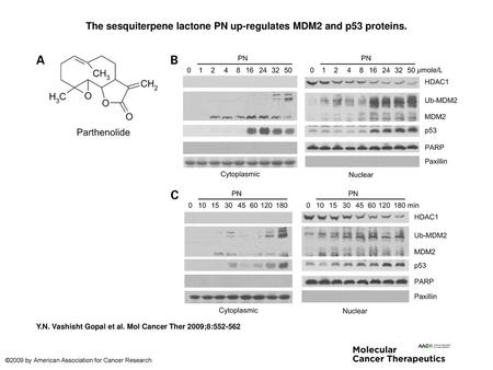 The sesquiterpene lactone PN up-regulates MDM2 and p53 proteins.