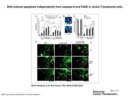 DHA induces apoptosis independently from caspase-8 and FADD in Jurkat T-lymphoma cells. DHA induces apoptosis independently from caspase-8 and FADD in.