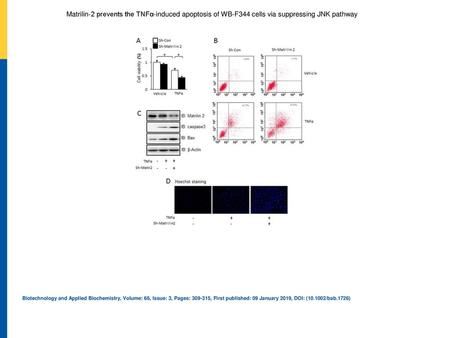 Matrilin‐2 prevents the TNFα‐induced apoptosis of WB‐F344 cells via suppressing JNK pathway Matrilin‐2 knockdown promotes the apoptosis of WB‐F344 cells.
