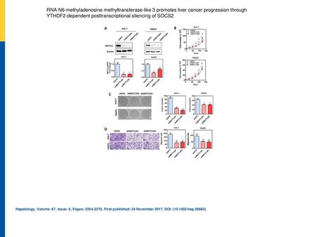 RNA N6‐methyladenosine methyltransferase‐like 3 promotes liver cancer progression through YTHDF2‐dependent posttranscriptional silencing of SOCS2 Knockdown.