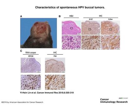 Characteristics of spontaneous HPV buccal tumors.